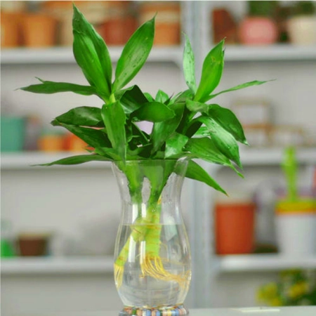 植物土栽水培都可以，5种常见的水培植物，你喜欢吗？(水培植物种土里能活吗)
